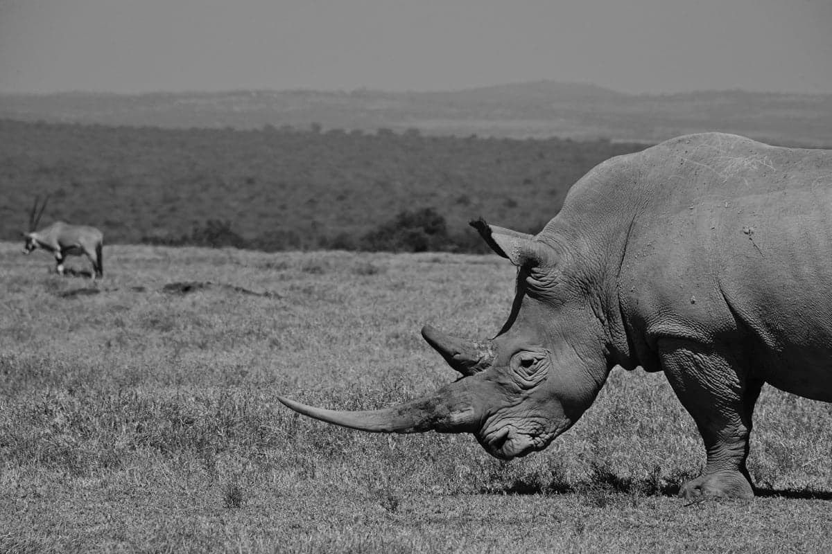 Cover image for the Gentle Giants collection