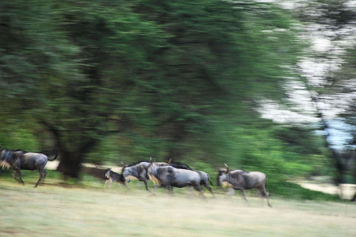 Mara Migration Safari — Masai Mara