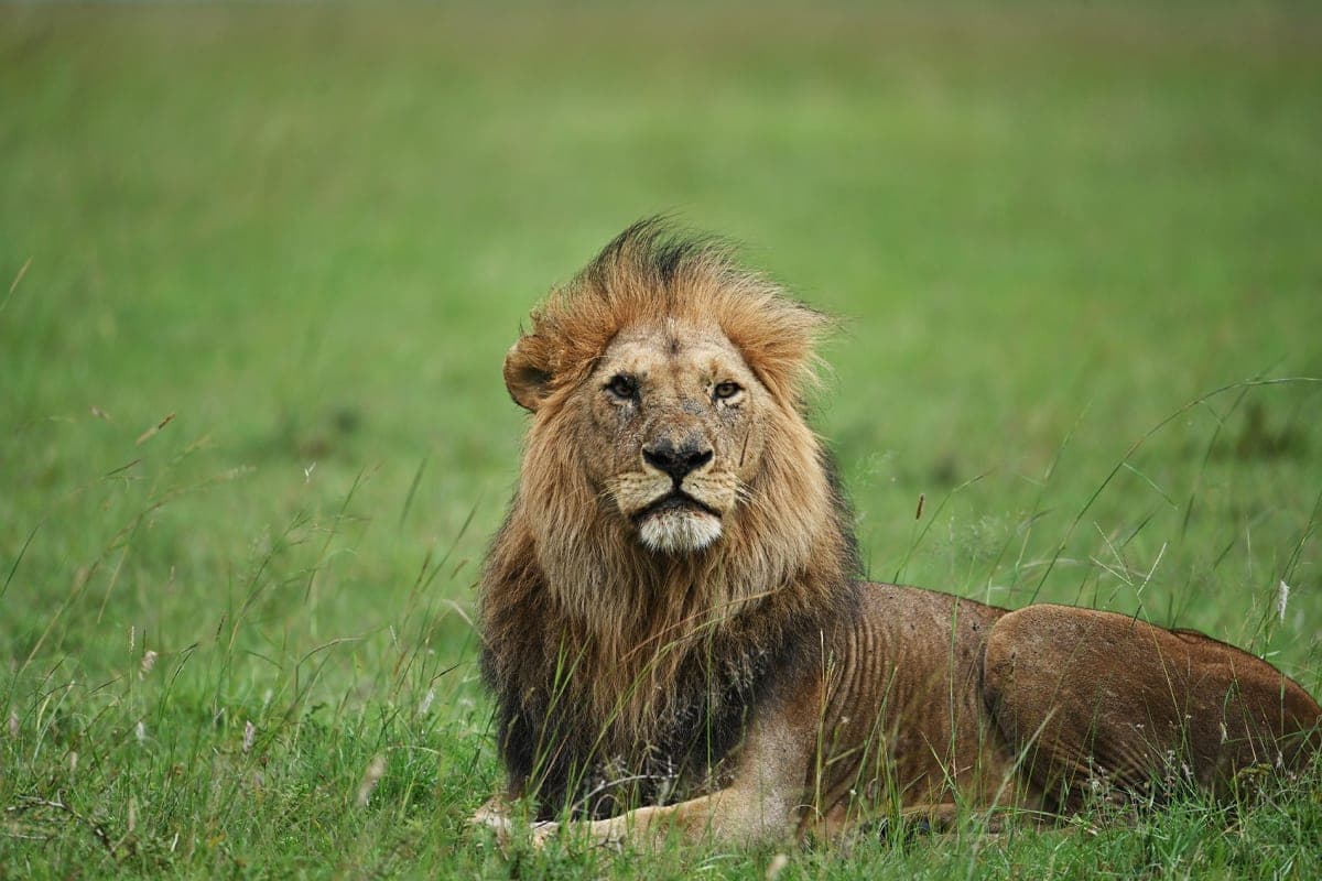 Cover image for the Kings collection