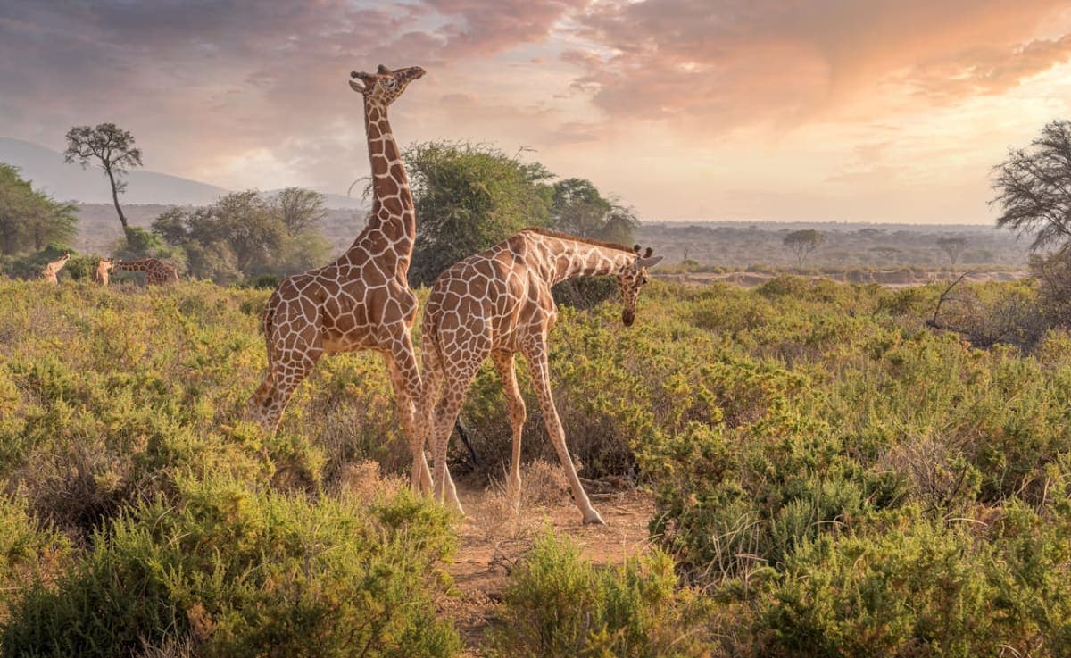 Cover image for the The Plains collection