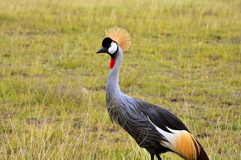 Grey crowned crane standing in open grassland