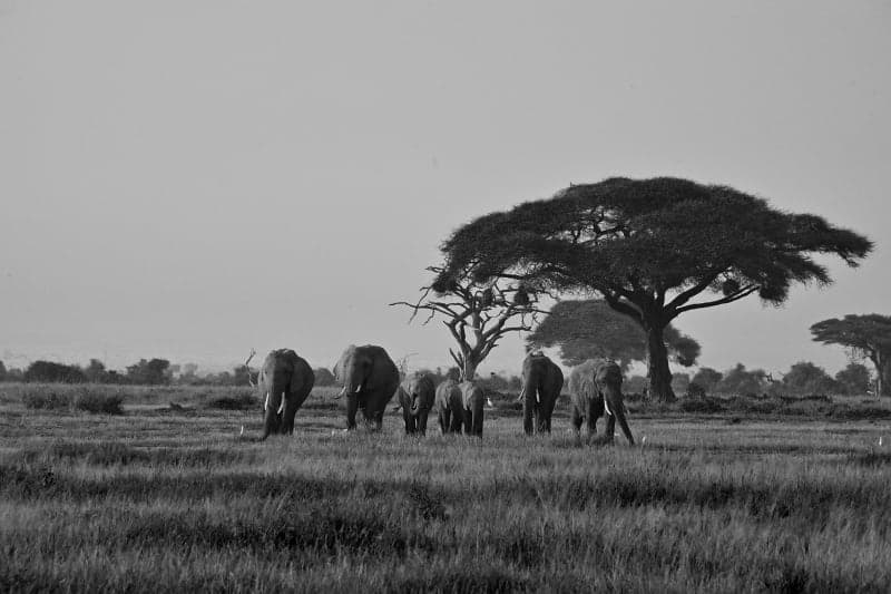 Elephant herd moving across open ground