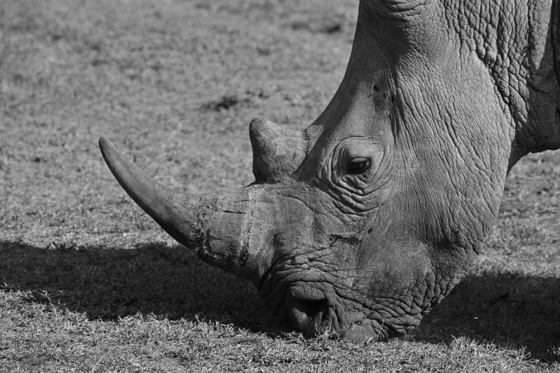 Rhino face in close detail