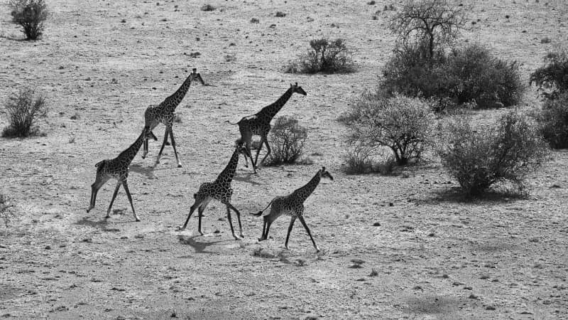 Group of giraffes moving across the Mara plains