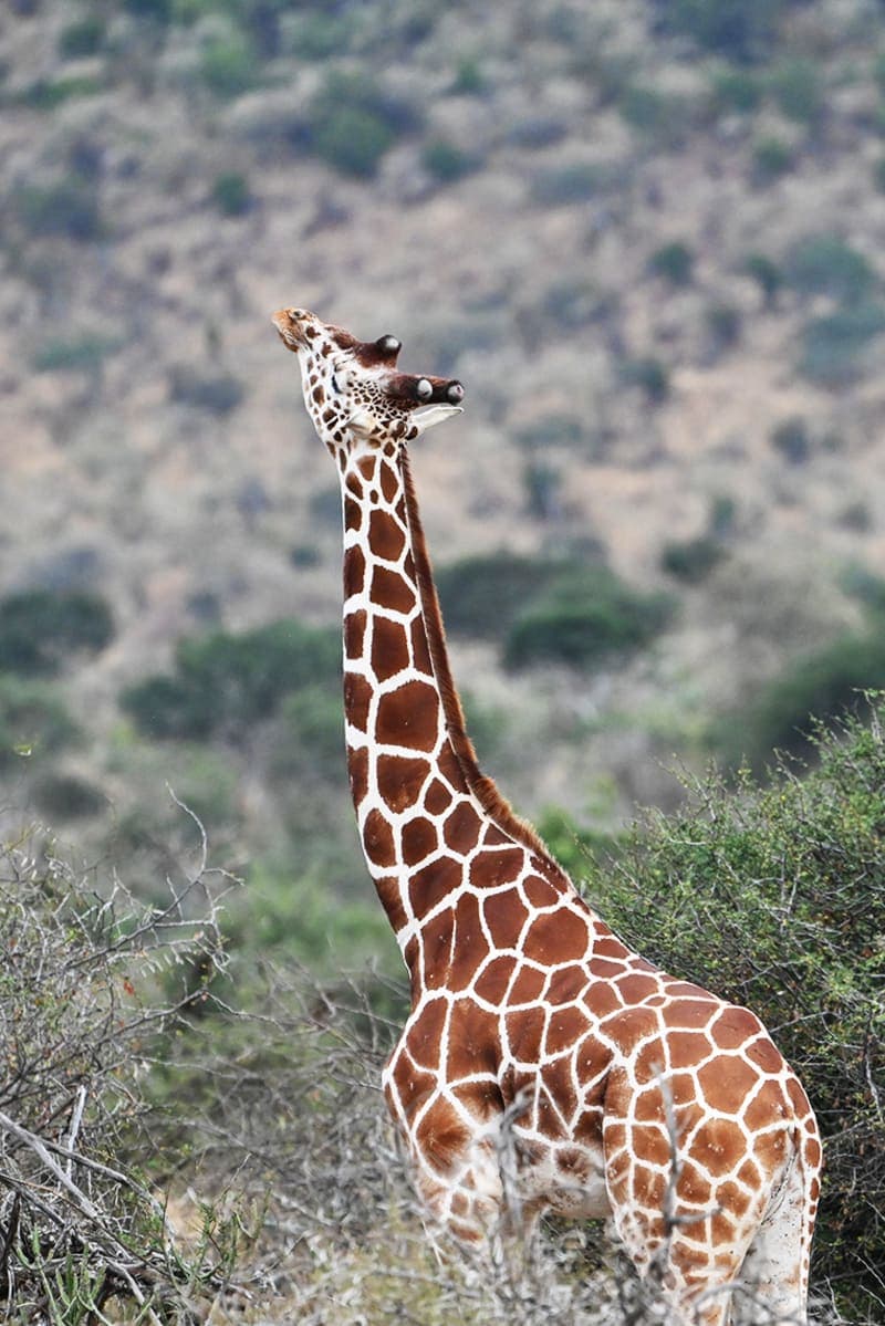 Giraffe stretching its neck upward, Amboseli