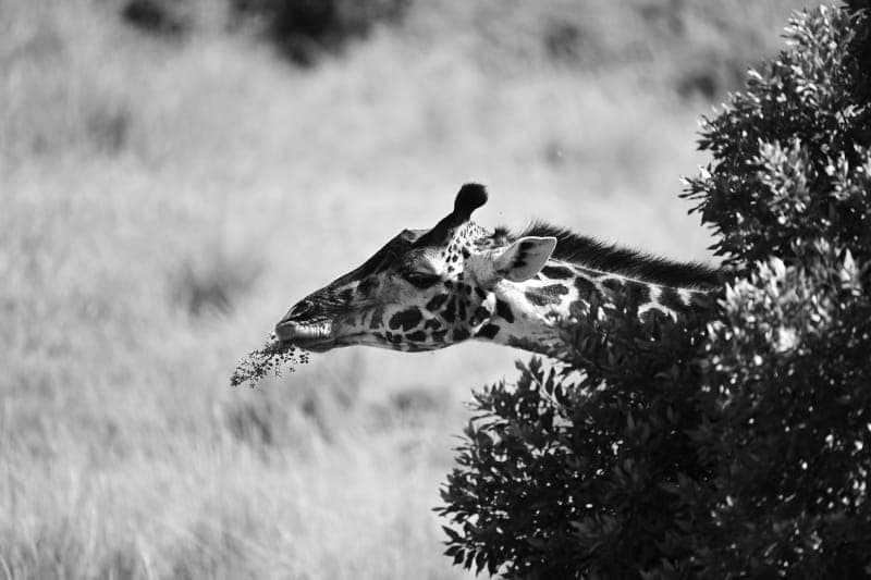 Giraffe feeding from treetop branches