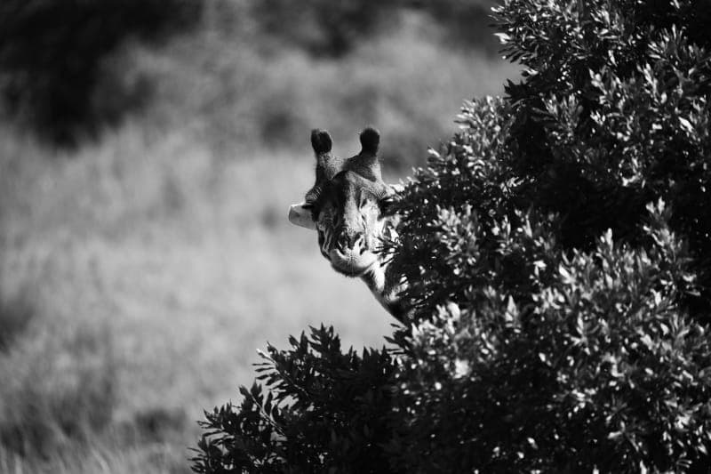 Giraffe peering through green tree leaves