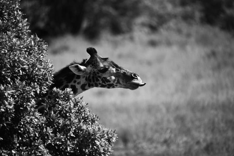 Single giraffe standing alone in the savanna