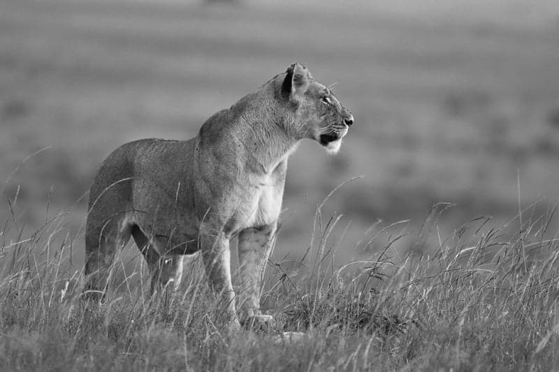 Lioness eyes locked ahead
