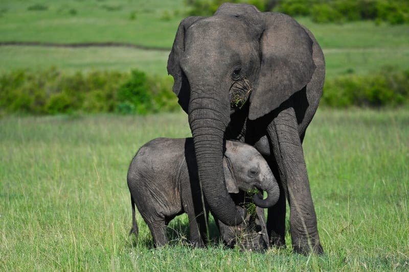 Elephant mother touching her calf with her trunk