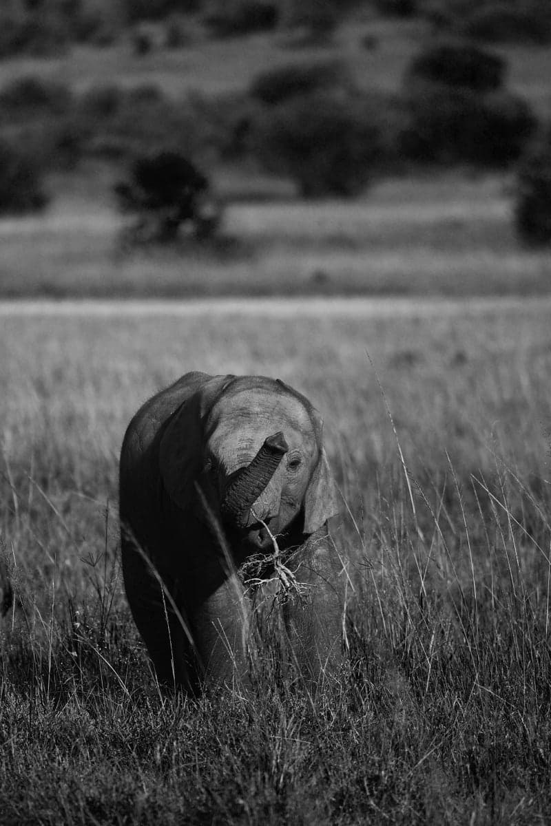 Young elephant calf in soft light