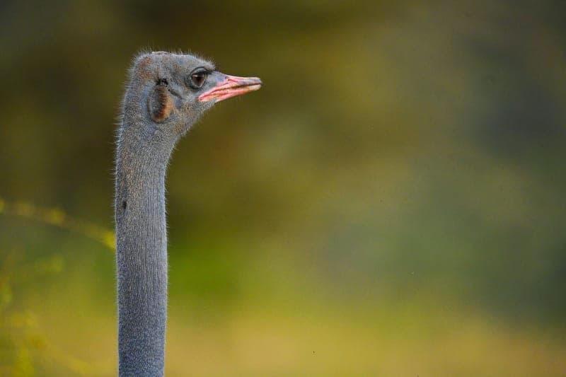 Ostrich face in close detail