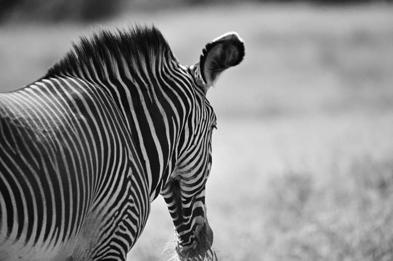 Zebra in black and white, stripes sharp against bare ground