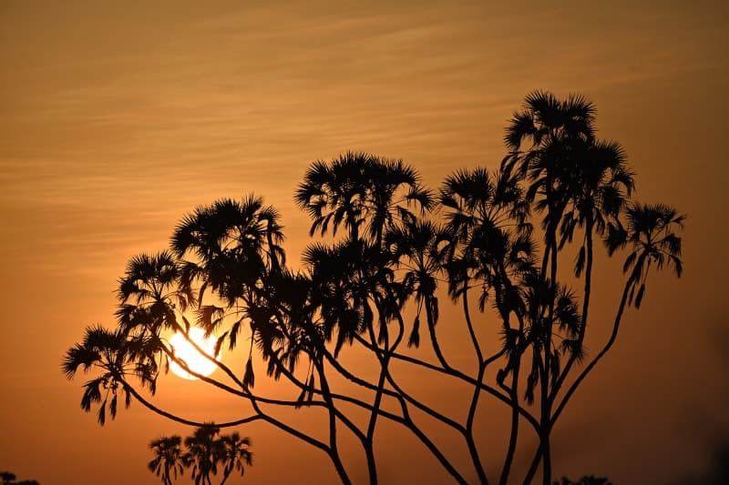 Sunrise breaking through silhouetted trees