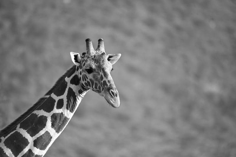 Giraffe in black and white, neck against a pale sky