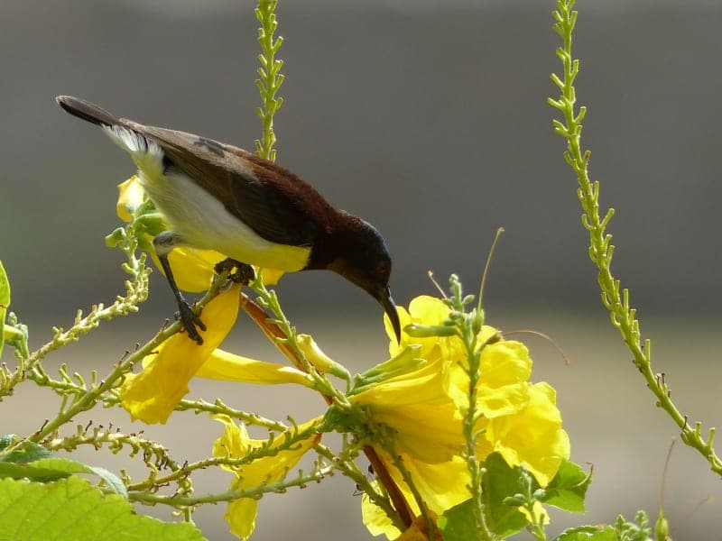 Small bird feeding from a bright flower bloom