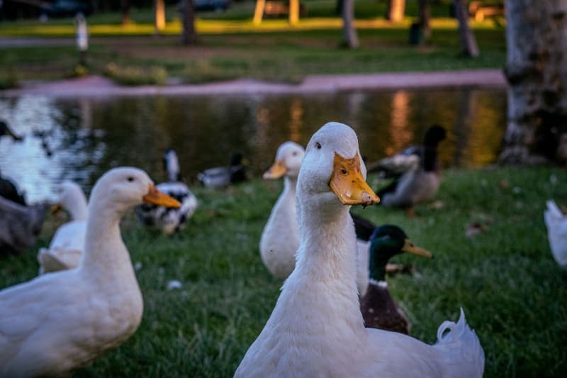Flock of ducks gathered near still water