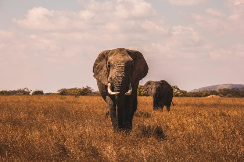 Close portrait of an elephant alone on the plains