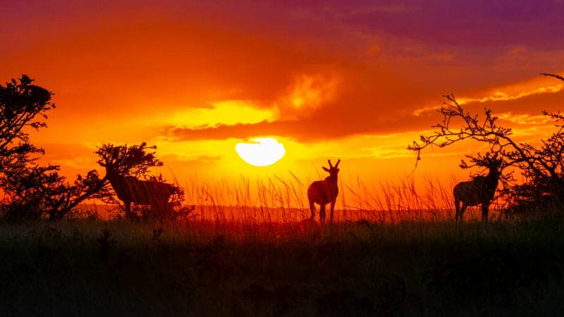 Blazing sunset over open savanna
