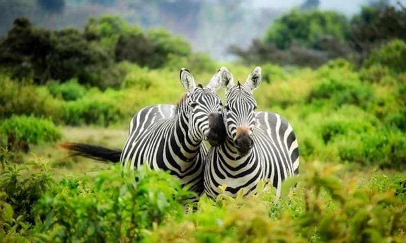 Two zebras grazing on open plains