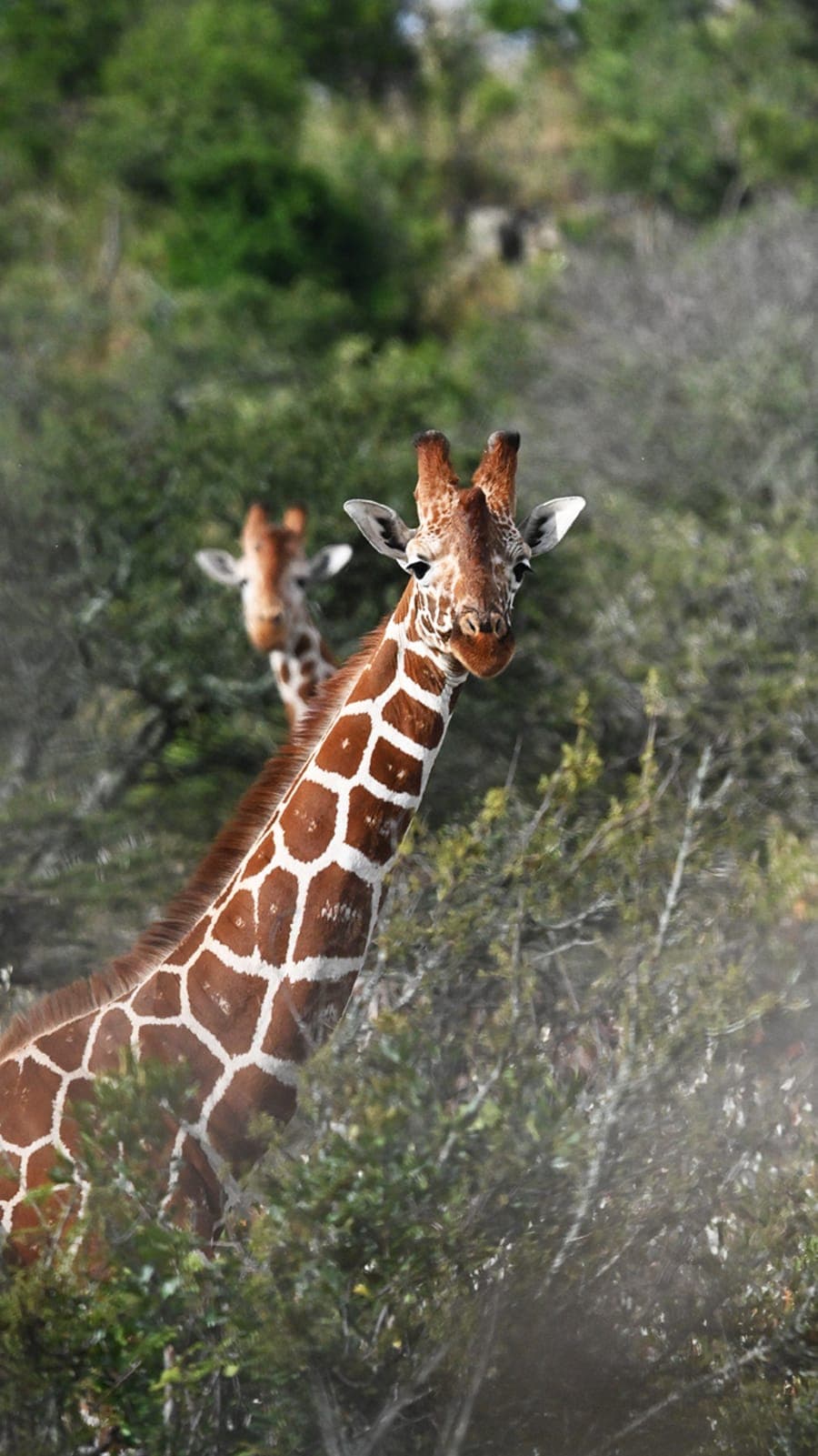 Gacheri photographing wildlife from a low angle in the Masai Mara